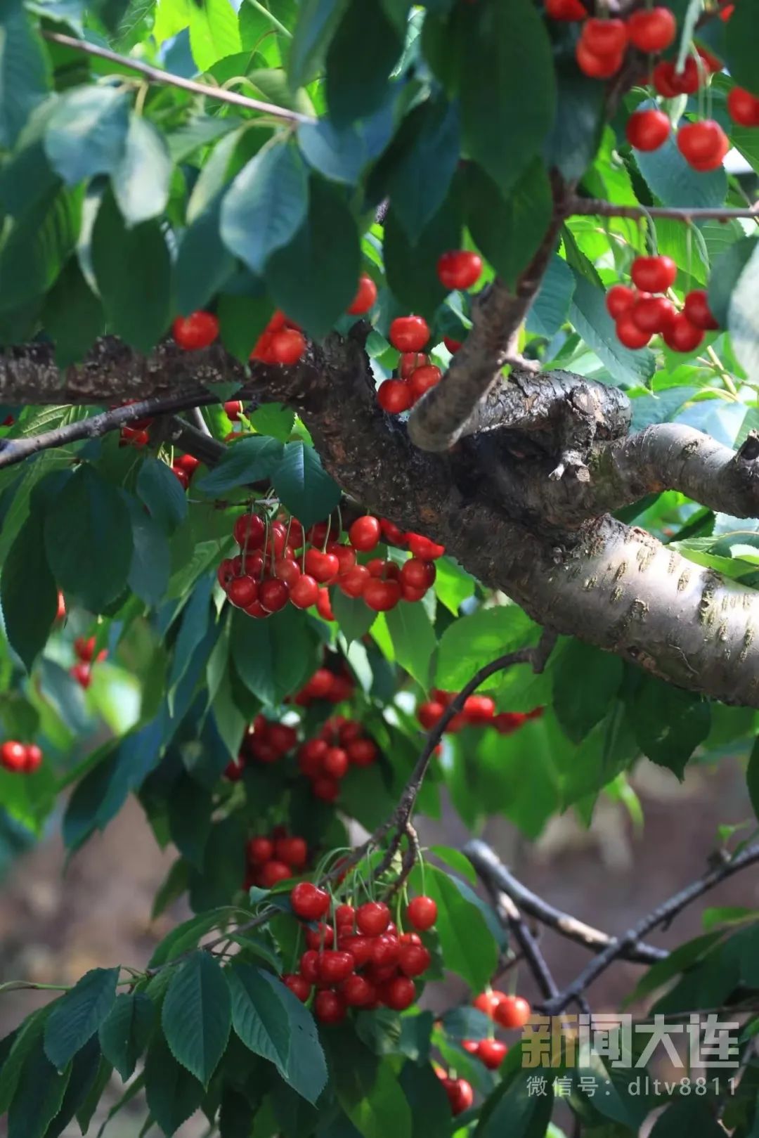五一樱桃采摘攻略路线,新鲜樱桃采摘自驾路线