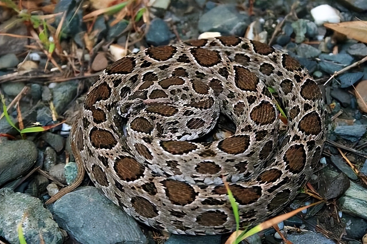 被蛇咬伤必死无疑的蛇,如果被蛇咬伤怎么判断蛇有没有毒