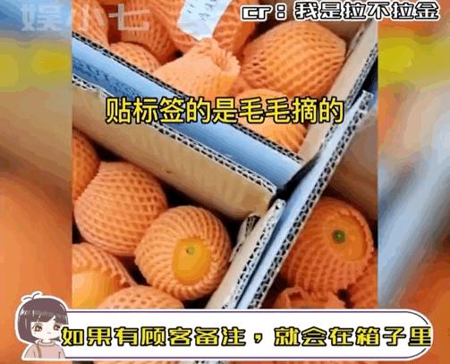 小狗帮主人摘橘子,小狗帮主人摘梨