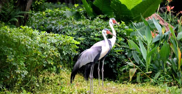 广州长隆熊猫酒店蝴蝶谷,广州长隆熊猫主题酒店五一