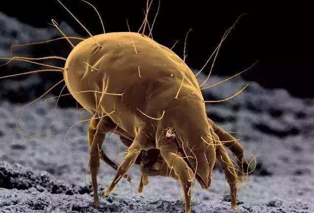 有哪些除螨的办法可靠,除螨怎么能看出有没有效果