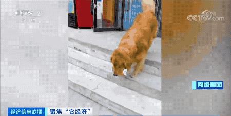 1个视频就能赚几十万元？！“它经济”火了