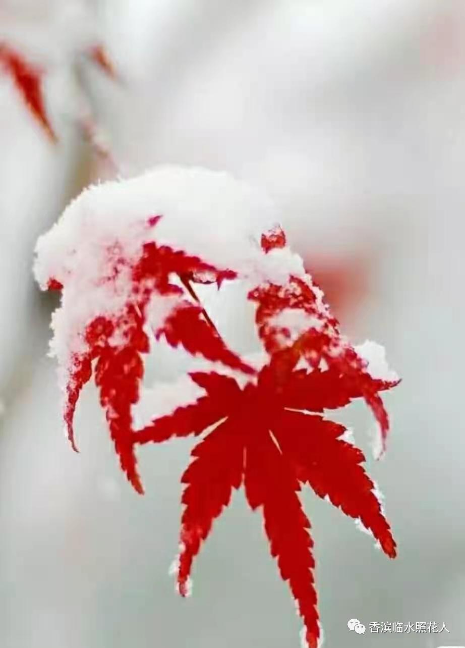 二年级创意看图写话作文节选,二年级看图写话冬天的乐趣