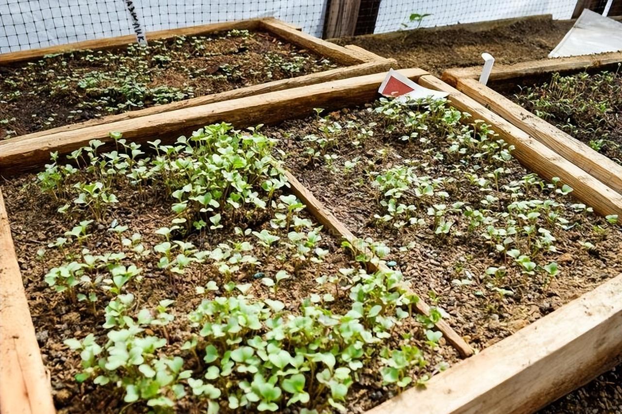 白菜出芽了之后种不活,白菜出苗了却不长怎么回事