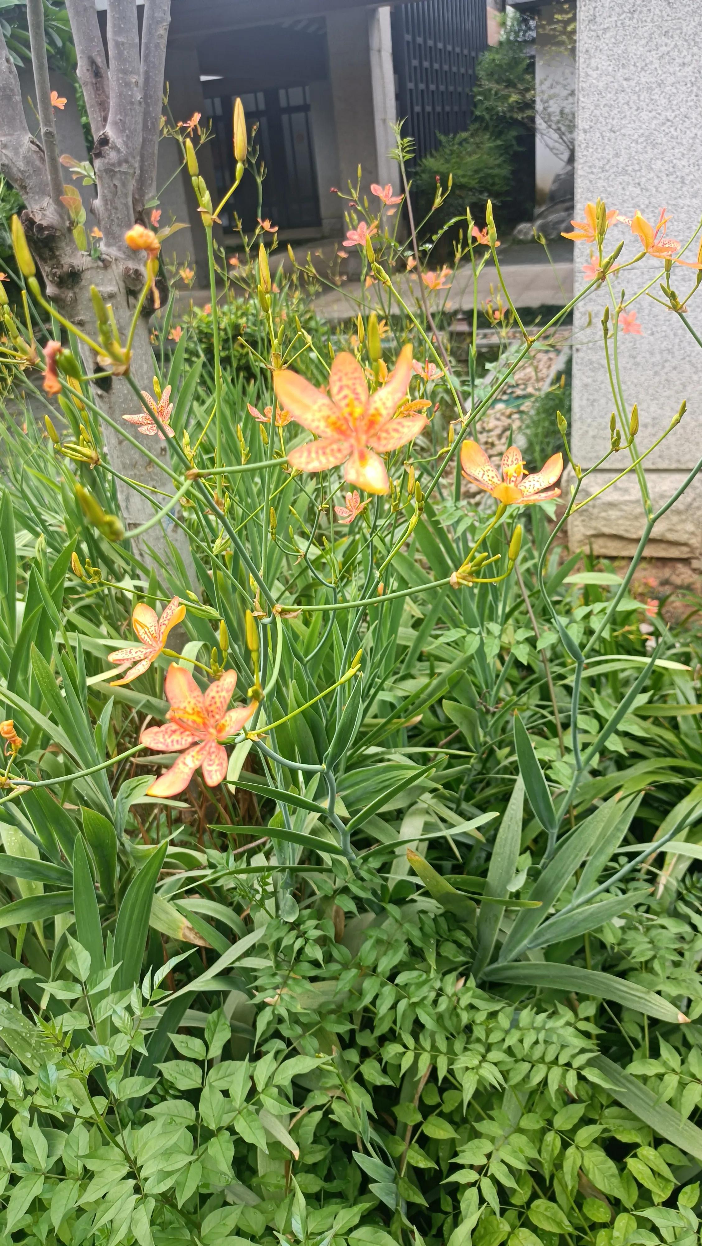 现在做媒人主要工作是什么,中国最吃香的职业媒人