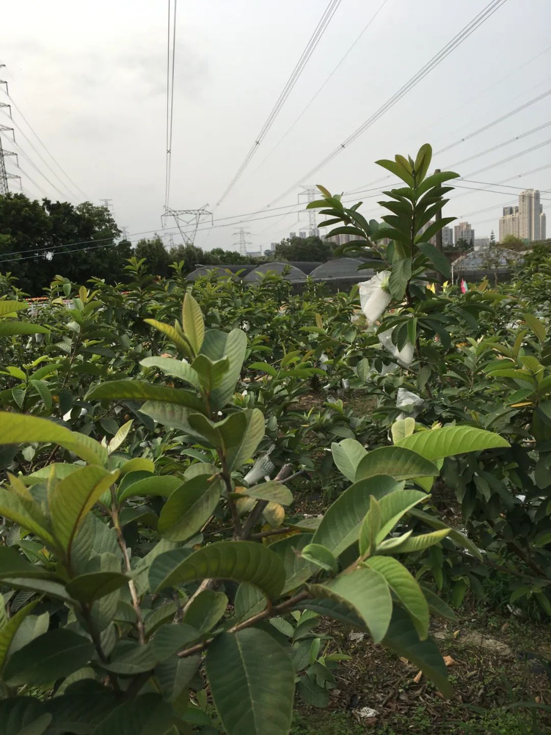 旭光车行雅迪电动车,旭光单车