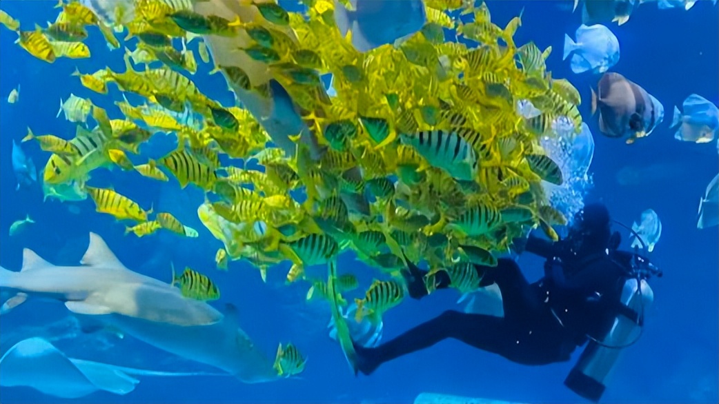 北京哪个海洋馆值得带孩子去,北京三个海洋馆哪个有海豚