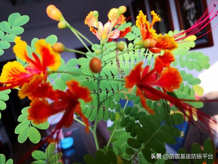 从发芽到开花的乐趣,从种子到果实成熟的感悟