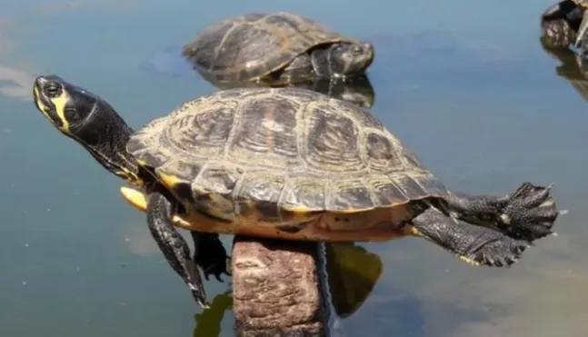 怎样养乌龟才能让乌龟对你信任,怎么养乌龟乌龟才有互动性