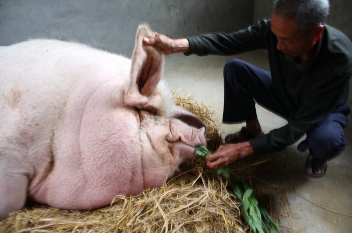 一头猪如果养一辈子能长多大？2200斤的猪王：不是神猪却胜似神猪