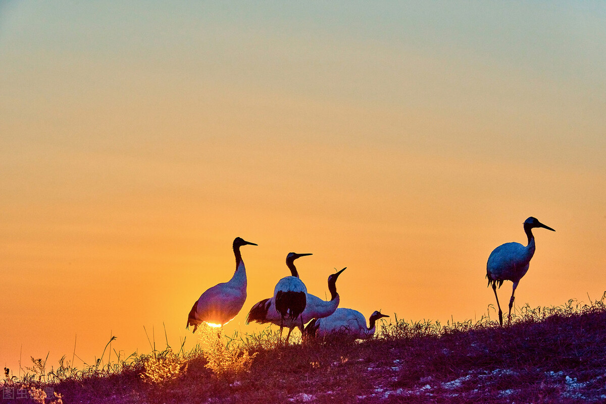 |精彩推荐|张春葆现代诗选:夏荷丹顶鹤之死