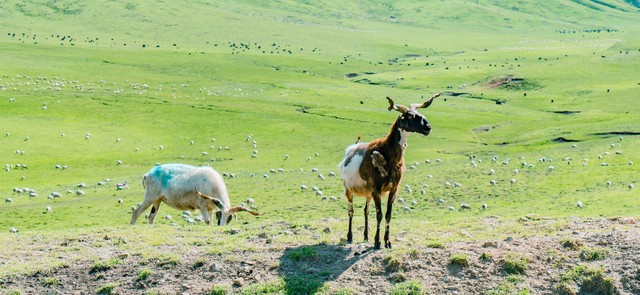 养羊在农村养多少只和打工差不多,6万元可以养羊吗