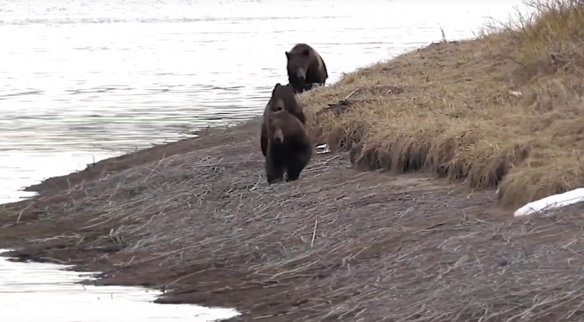 装死躲过棕熊,男子上山挖野菜遇黑熊还活着吗