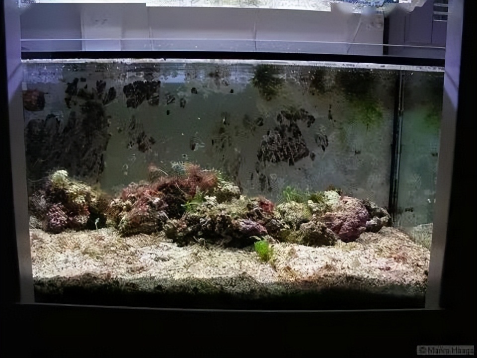 海水珊瑚缸鹦鹉螺,海水缸珊瑚视频大全