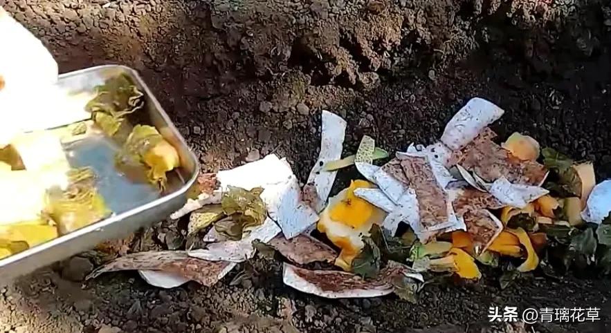 在家养棵发财树寓意着日进斗金,家里养哪些树越老越值钱