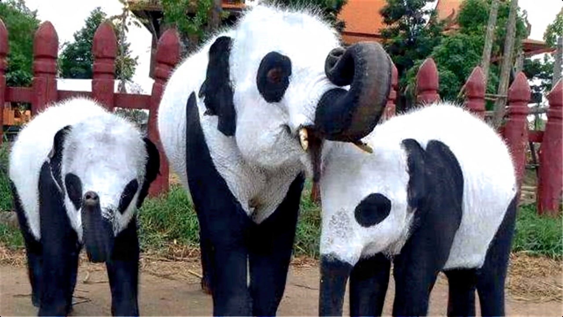 租大熊猫挣钱吗,租熊猫的钱可以造航母吗