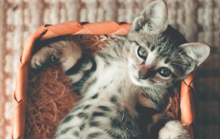 怎么解决猫咪尿闭,应激性尿闭如何治疗