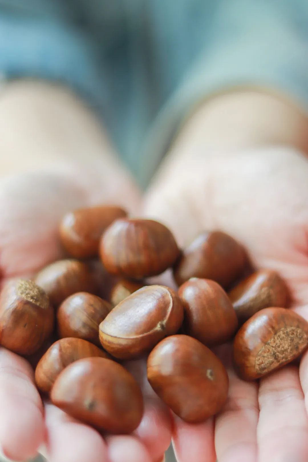 来了，2022太仓栗子不完整种草指南