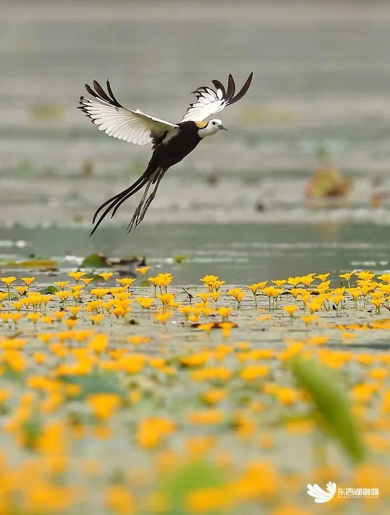有被惊艳到！“颜值顶流”齐聚东西湖！