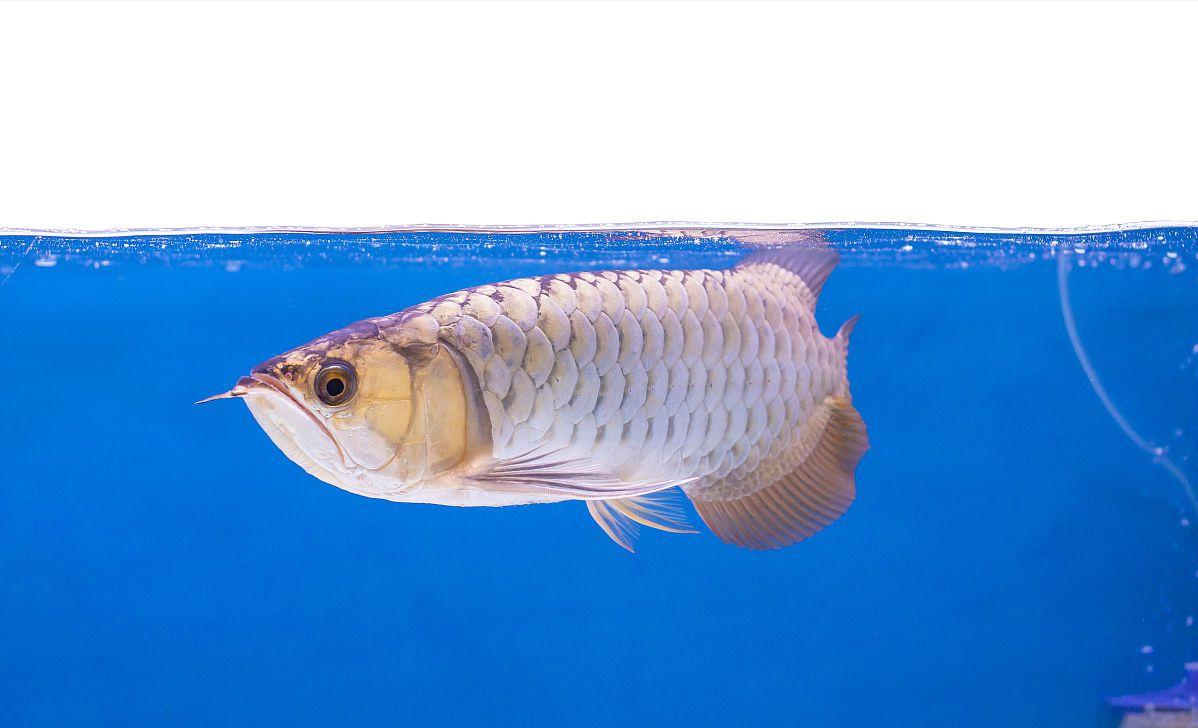 龙鱼掉鳞片怎么防止感染,龙鱼受惊吓掉鳞怎么办