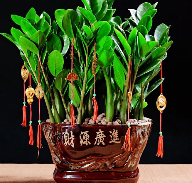 家居摆同一种花最好摆放几盆,摆在客厅的4种花