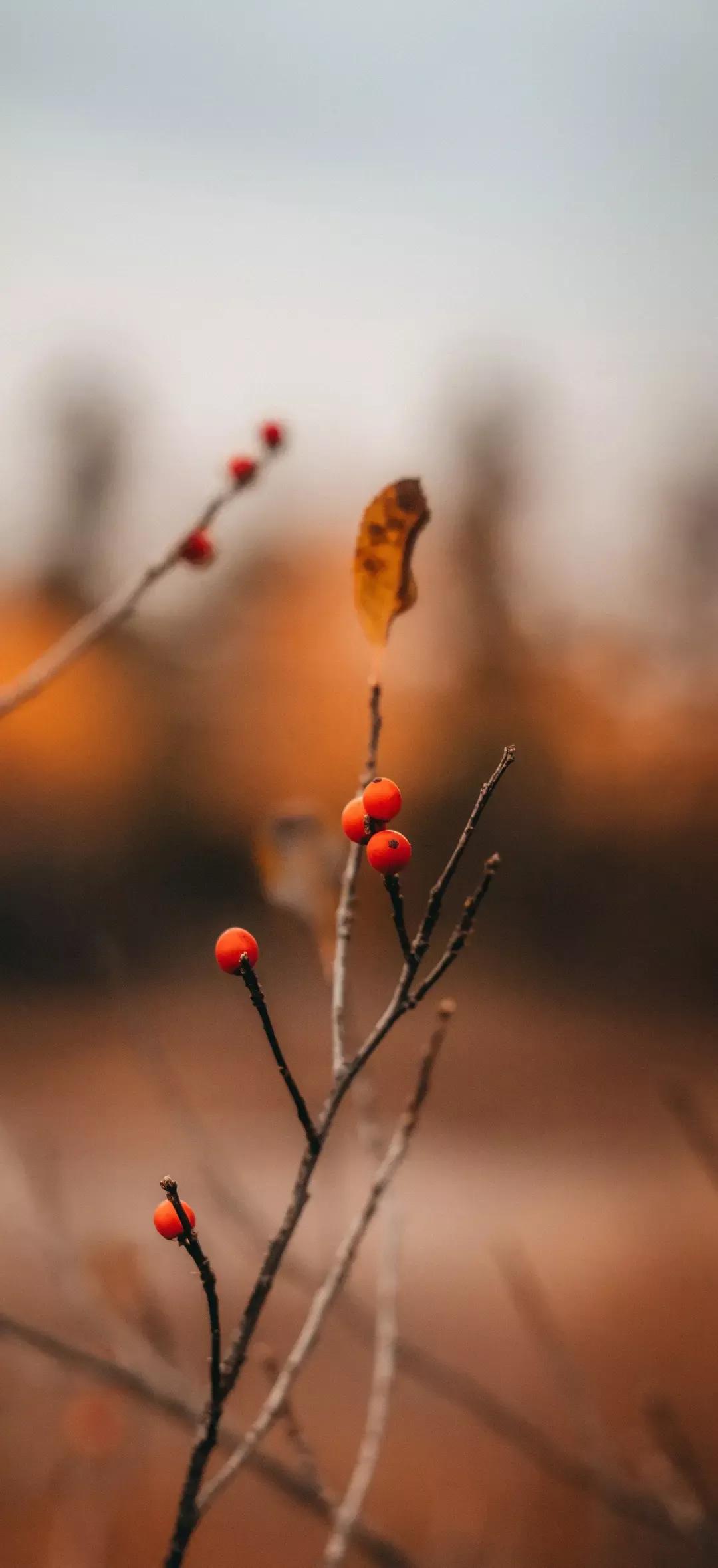 风生水起壁纸高清无水印,美女全屏无水印高清壁纸