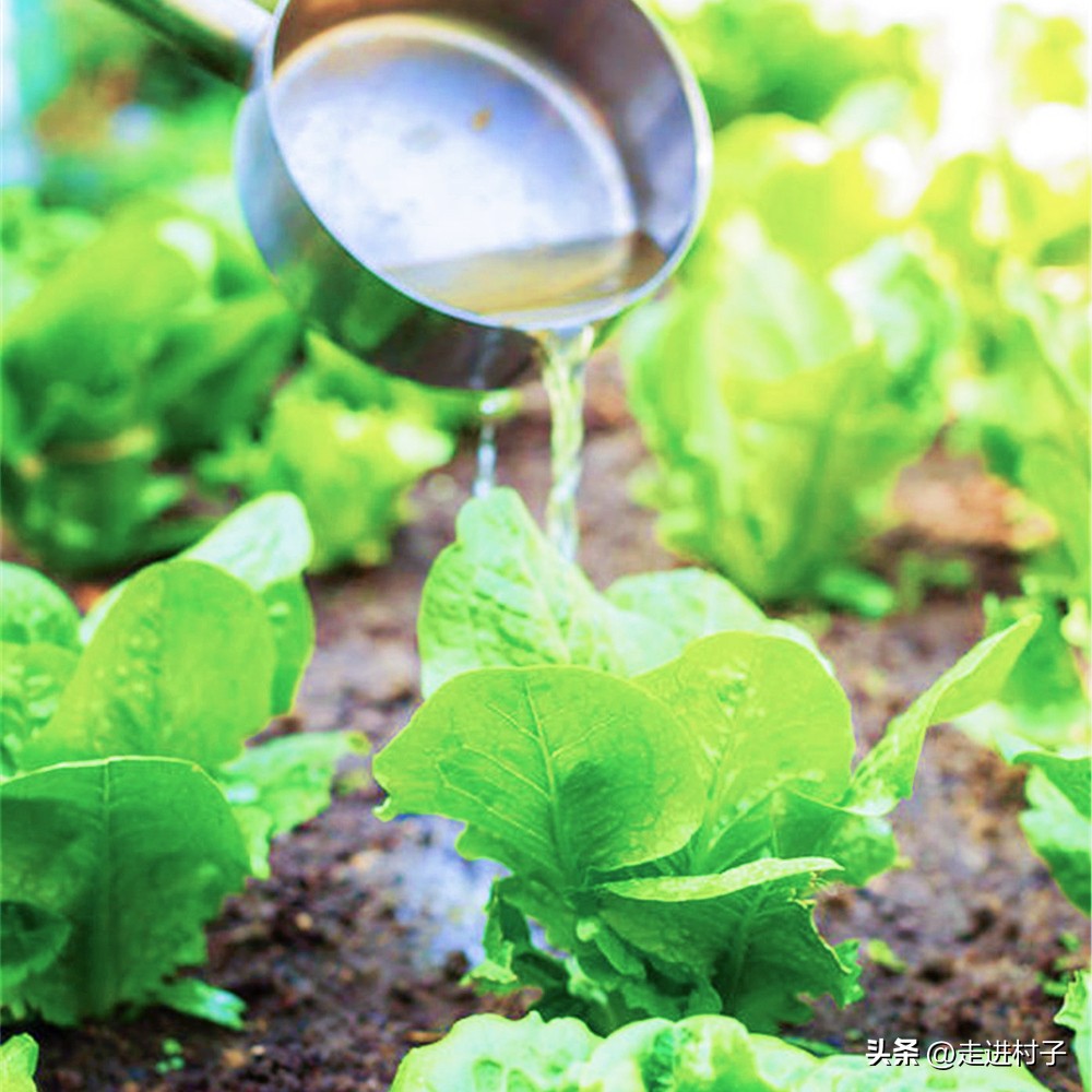 生根粉多久能用水泡出根呢,生根粉生根水生根药