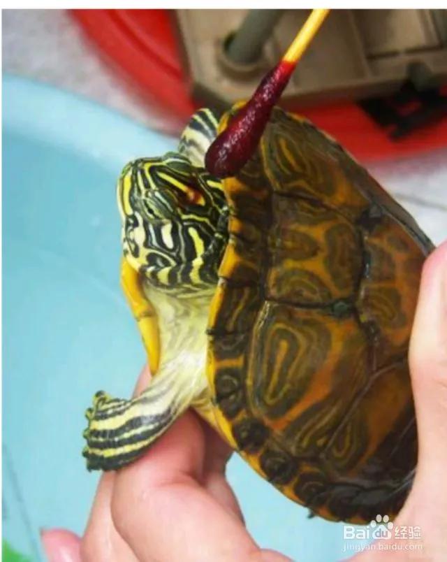 乌龟脖子腐皮怎么治最快,乌龟腐皮烂甲怎么治最快