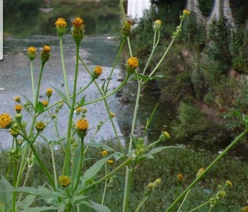 金盏银盘三叉苦功效与作用,金盏银盘是什么药