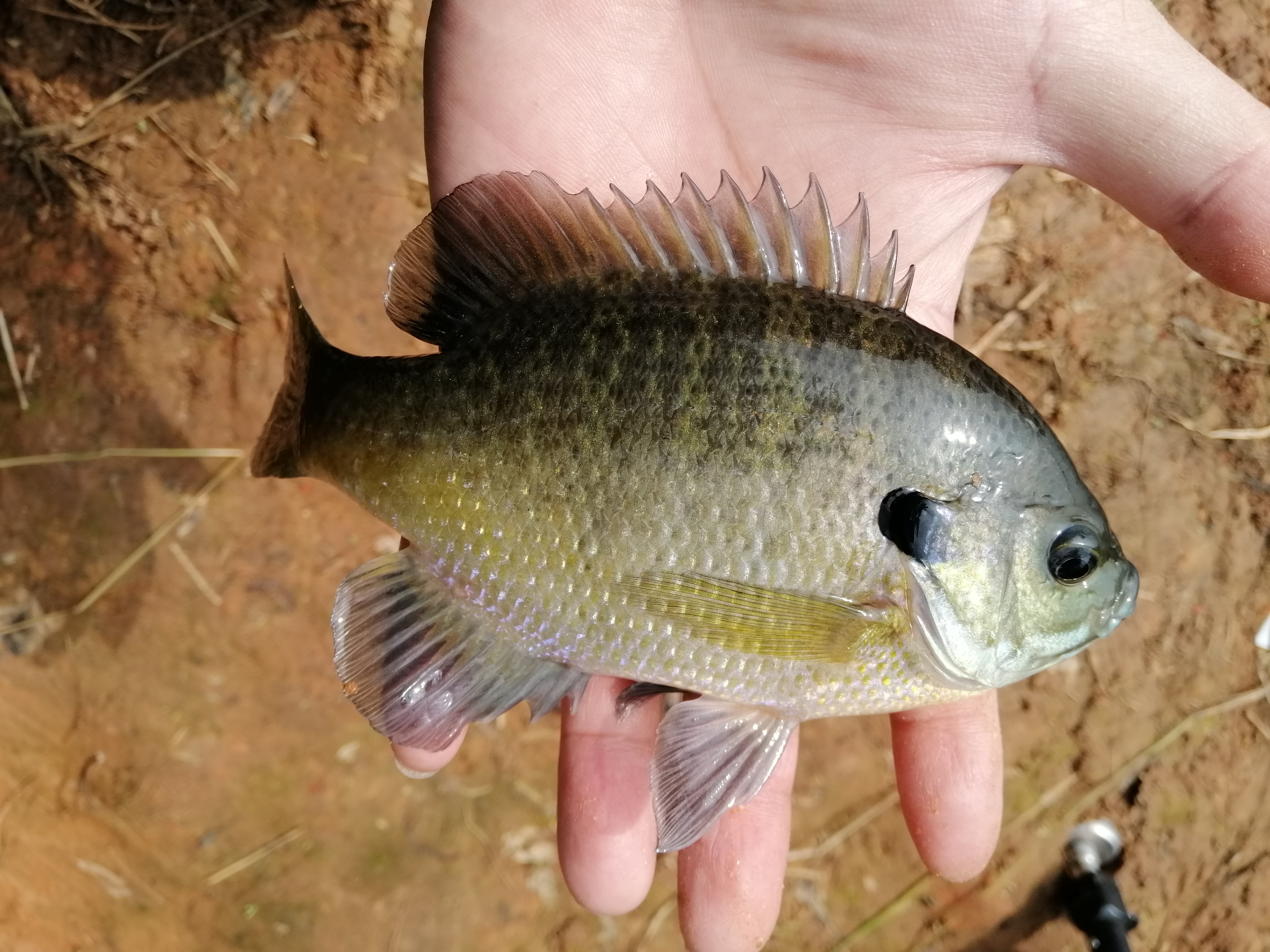 初春挑战攻略,初春挑战什么时候有