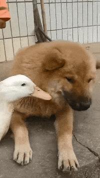 搞笑一刻:美女这波操作我还没见过,难道这样上车有什么说法?