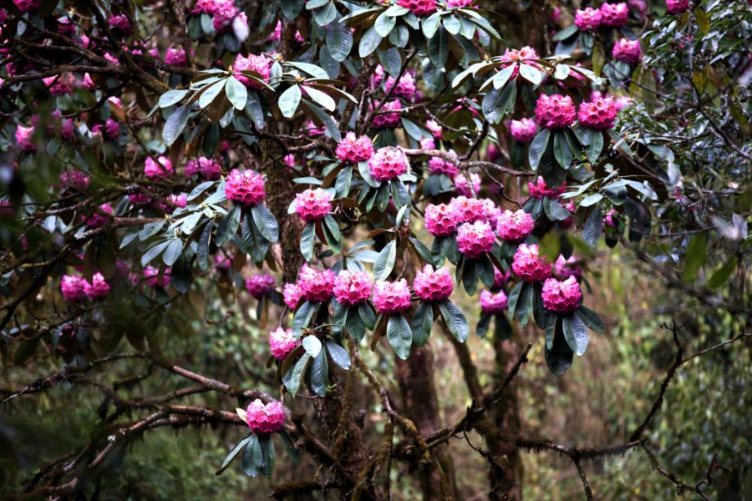 昆明七彩云南怎么样,七彩云南避暑家园