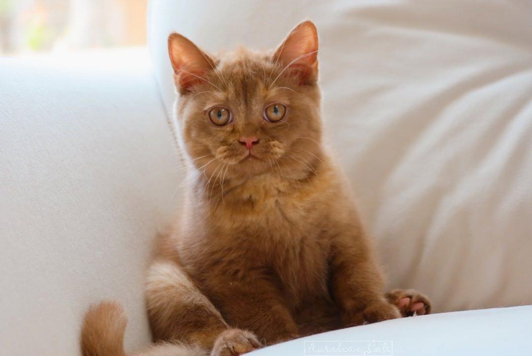 基因克隆最新突破,基因最新突破