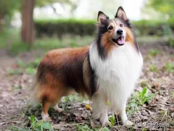 宠物狗应该怎么养详细介绍科普,宠物狗喂养及训练方法有哪些