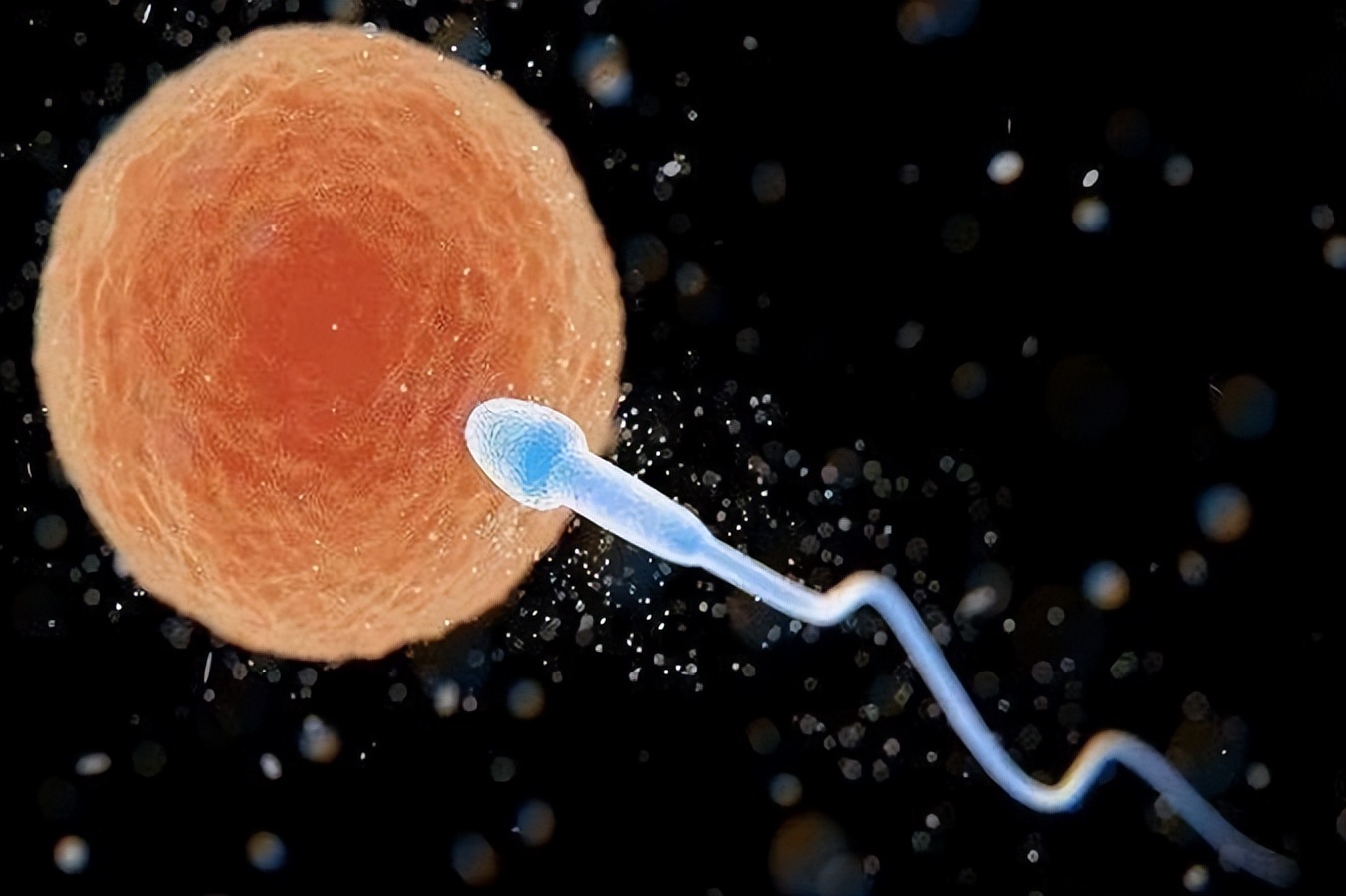 为什么日本人要杂交胚胎实验,日本人的杂交实验成功了吗