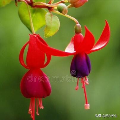 辟谷身体的排毒过程,气血恢复的过程中身体的排毒反应