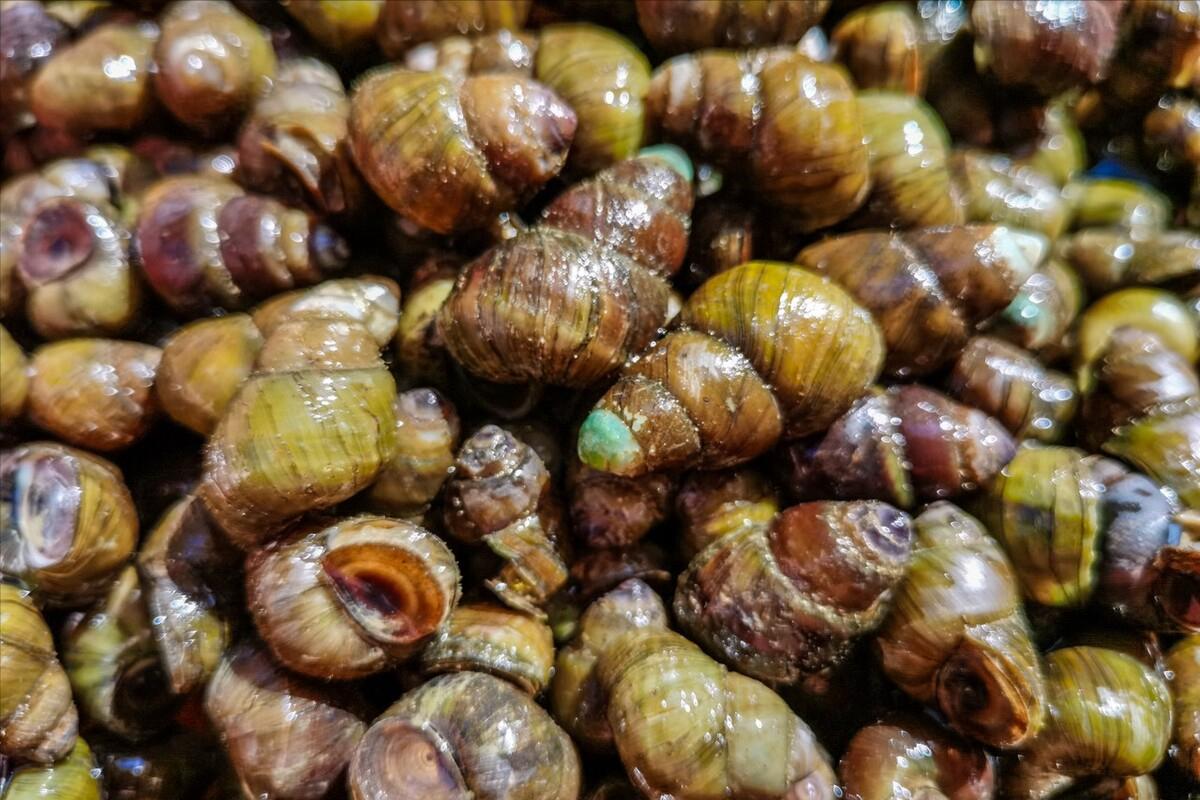 田螺放什么洗才洗得干净,清洗田螺里面放盐会死吗