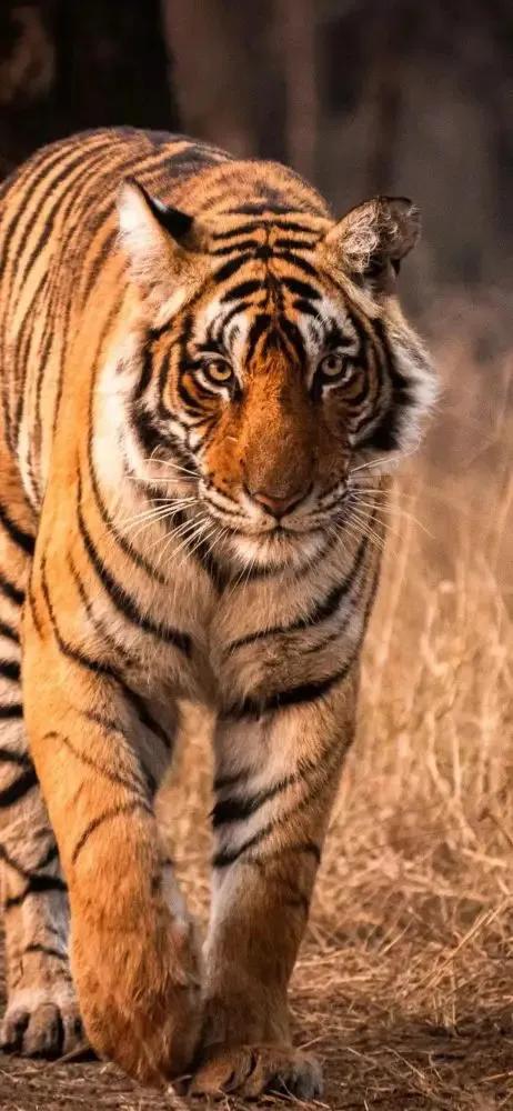 戏说老虎图文杂汇