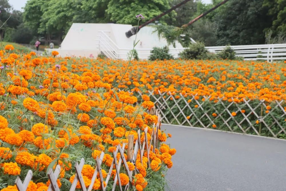 广州哪里有花海的景区,广州南沙区有哪些花海