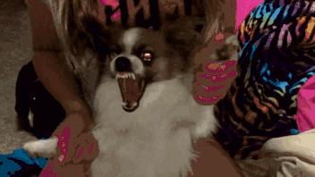 判断狗狗有没有狂犬病的三种方法,狗狗狂犬病早期的10个征兆