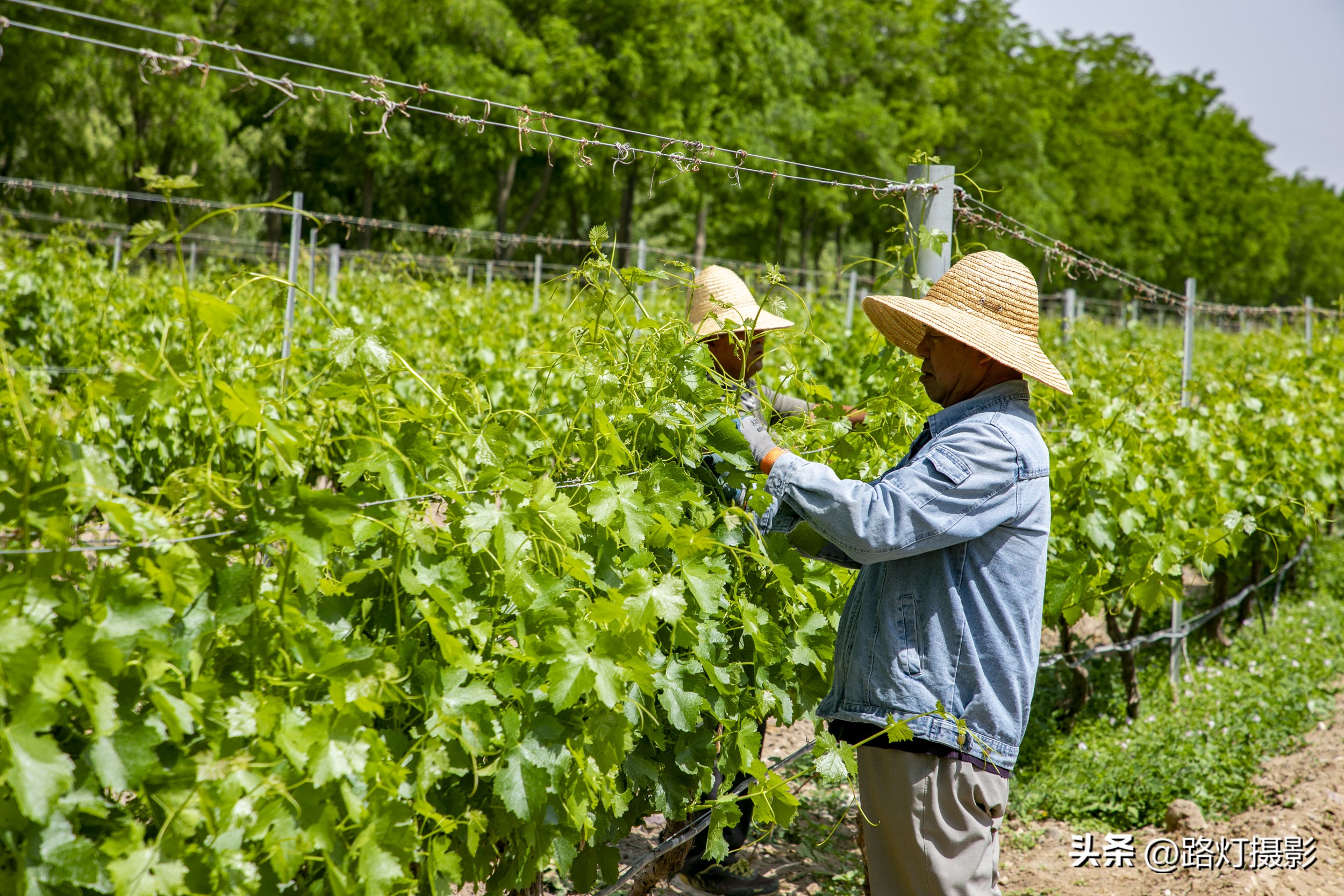波尔多顶级酒庄,波尔多有哪些列级酒庄