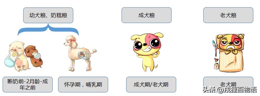 顽皮贵宾犬狗粮怎么样,贵宾犬只吃肉不吃狗粮