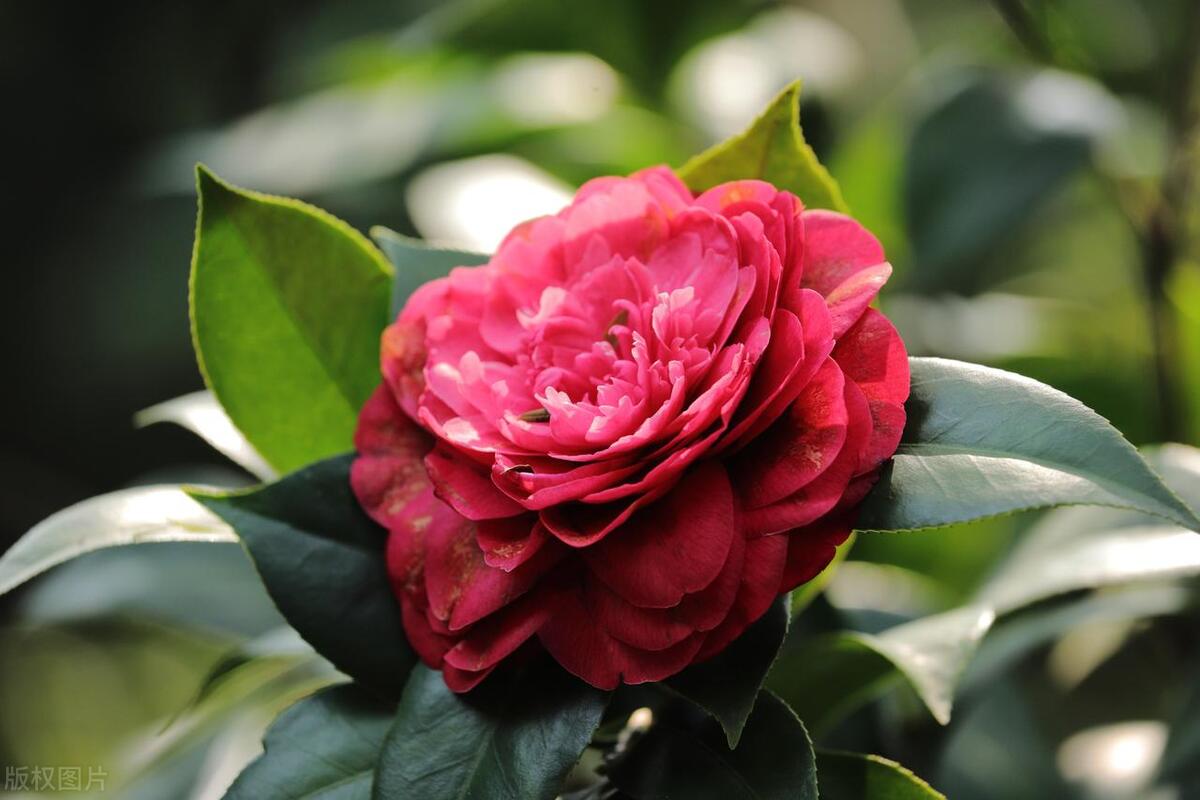 山茶花什么时候开花具体时间,山茶花什么时候开花花期多长