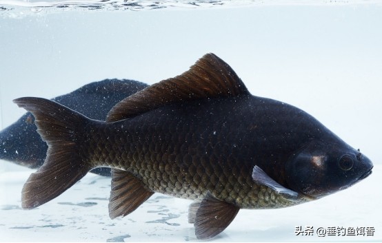 南京钓友钓获通体纯黑怪鱼，连眼睛都是黑的，它的身份真不简单！