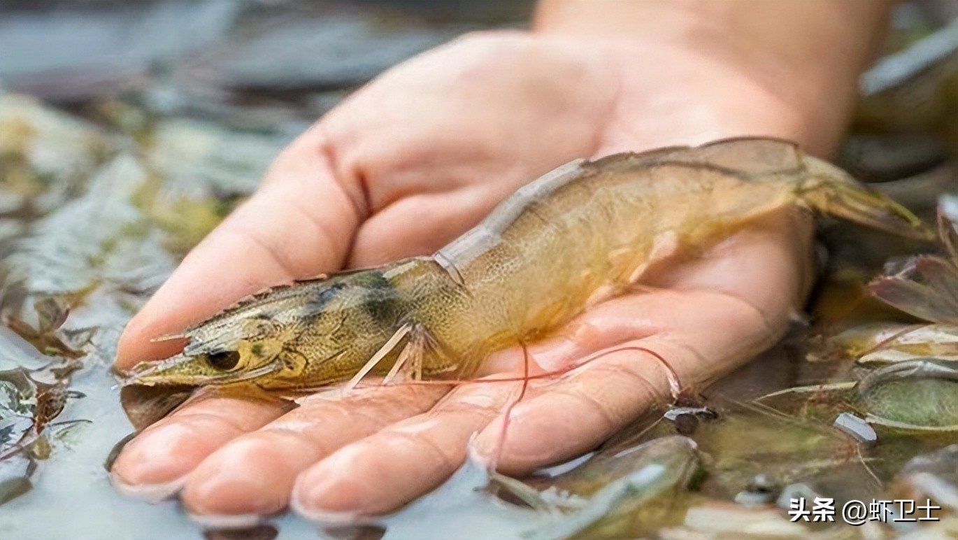 南美白对虾拉长便是怎么回事,南美白对虾肠道断节怎么解决
