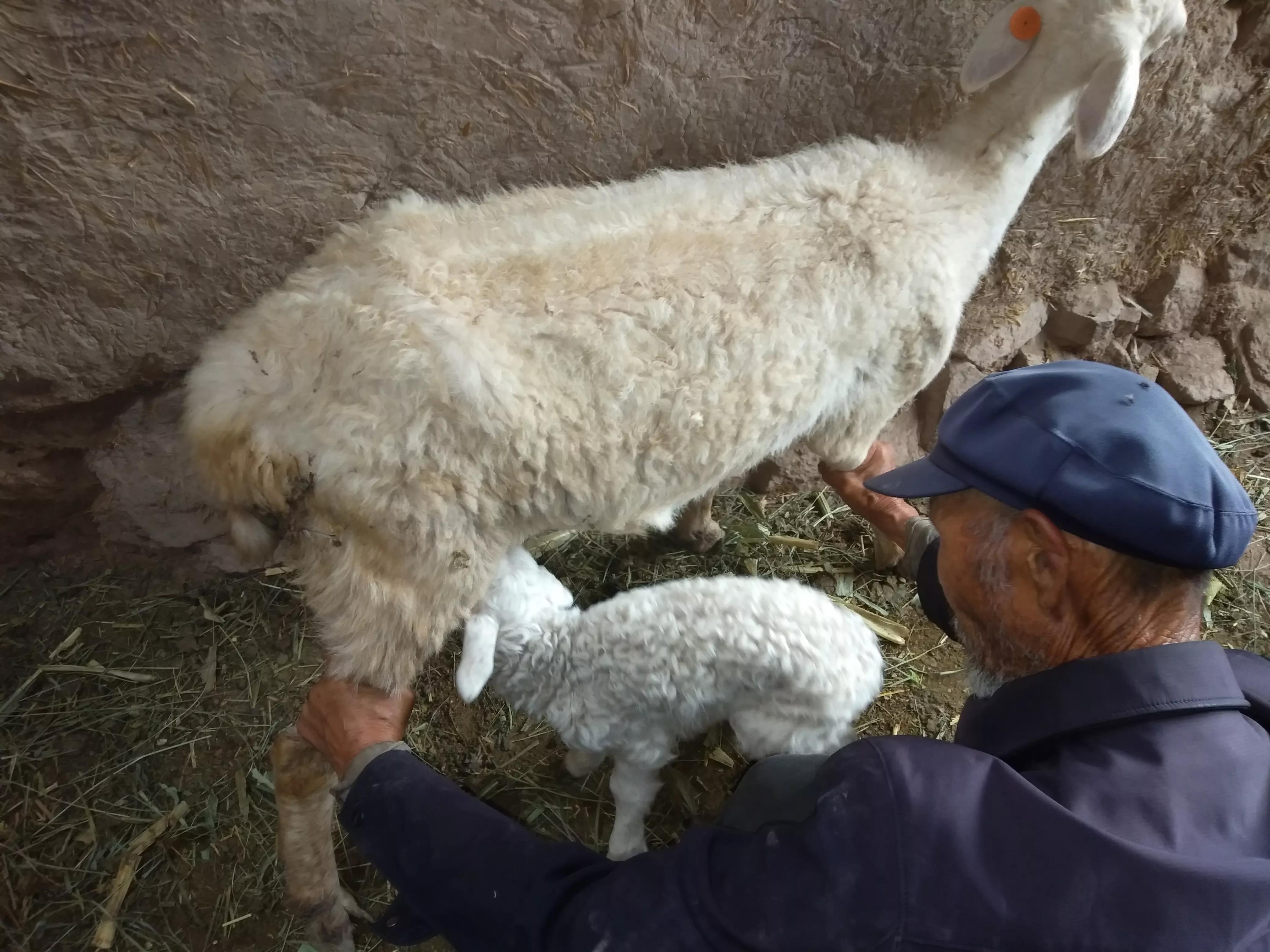 养30只母羊3年能发展到多少只,50只基础母羊一年能卖多少钱