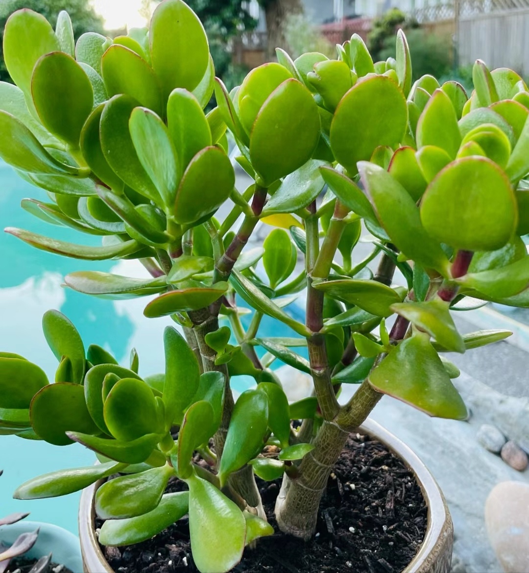 走霉运养什么花旺财运呢,养什么花好运气又旺财