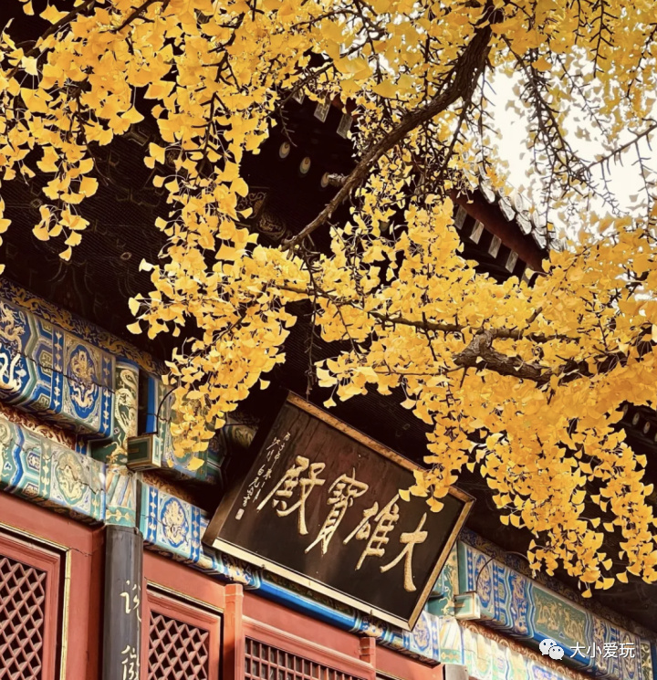 银杏最美的地方,金秋十月最美的银杏