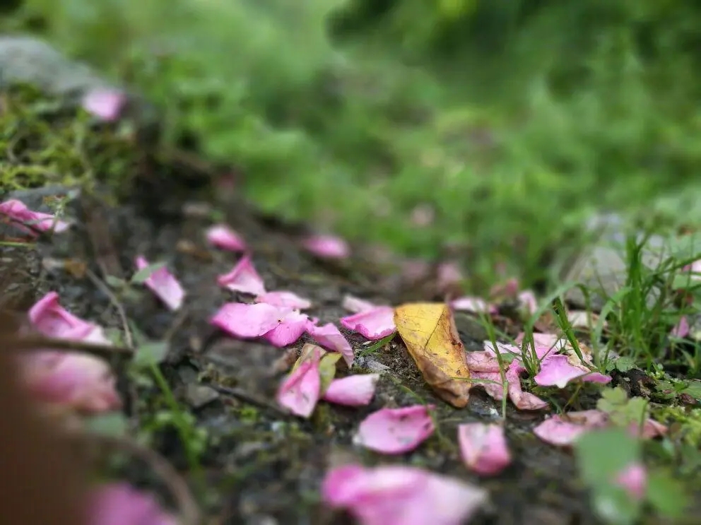 十首最经典的七言绝句,最出名的七绝句八句
