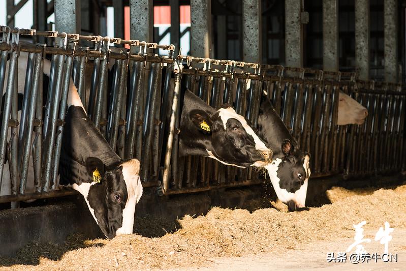 国家奶牛产业技术体系,2023年奶牛行业发展趋势分析论文